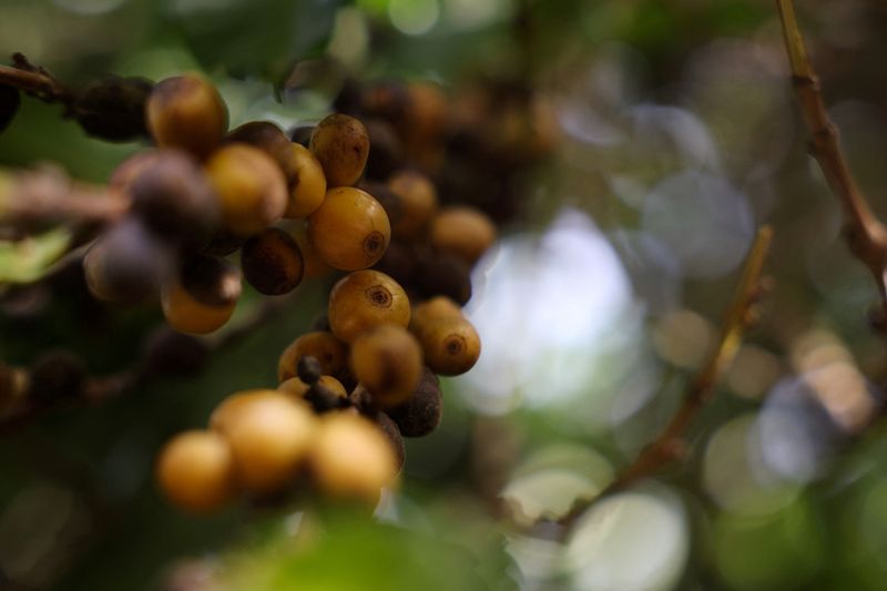 Analysis-Trump’s 50% Brazil coffee tariff expected to rejig trade, send ...