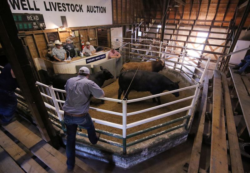 US cattle ranchers urged to lower prices as Trump touts tariffs